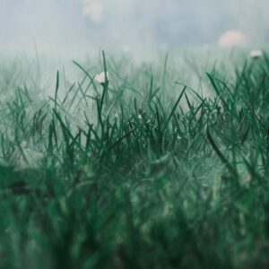Grass Isn't Greener: Cultivating Virtue