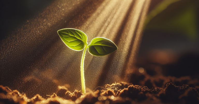 sunlight shining on a seedling macro lens