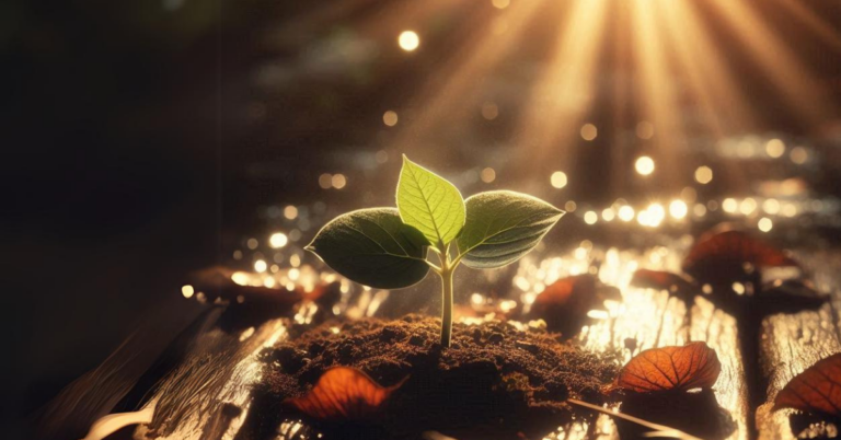 plant growing toward the light